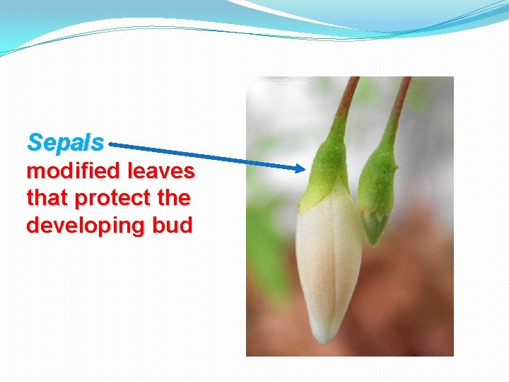 Sepals modified leaves that protect the developing bud 
