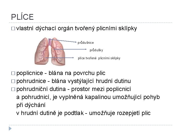 PLÍCE � vlastní dýchací orgán tvořený plicními sklípky průdušnice průdušky plíce tvořené plicními sklípky