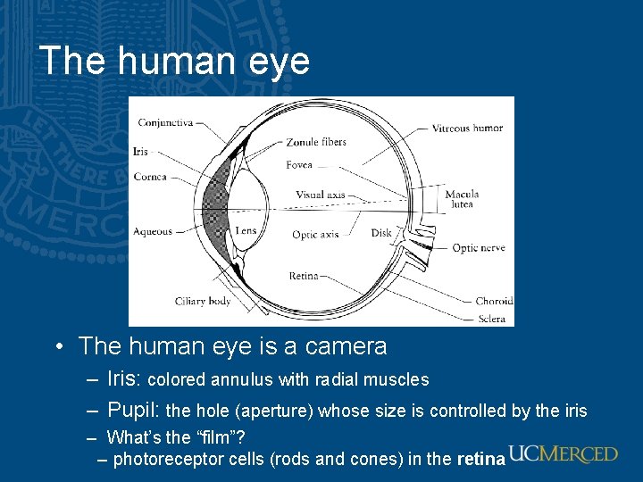The human eye • The human eye is a camera – Iris: colored annulus