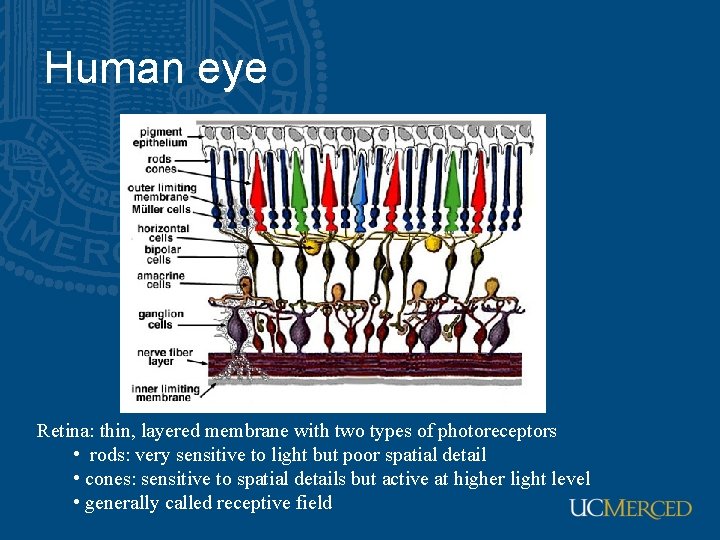 Human eye Retina: thin, layered membrane with two types of photoreceptors • rods: very