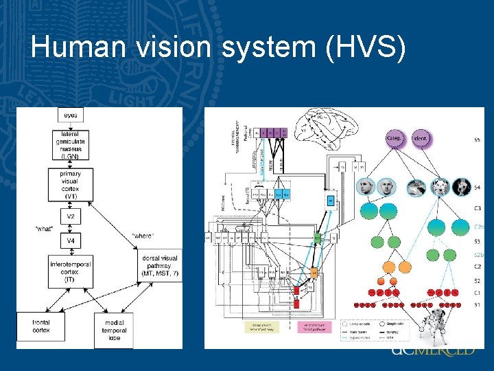 Human vision system (HVS) 