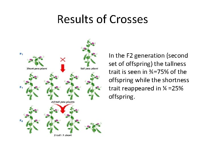 Results of Crosses In the F 2 generation (second set of offspring) the tallness