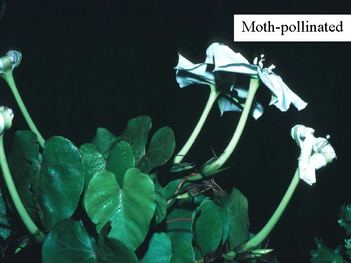 Moth-pollinated Moth-pollinated