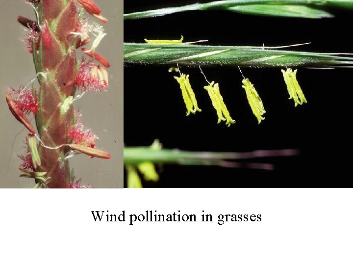 Wind pollination in grasses 