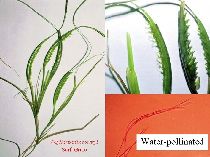 Phyllospadix torreyi Surf-Grass Water-pollinated 