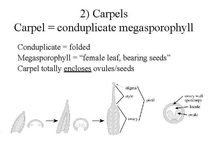 2) Carpels Carpel = conduplicate megasporophyll Conduplicate = folded Megasporophyll = “female leaf, bearing