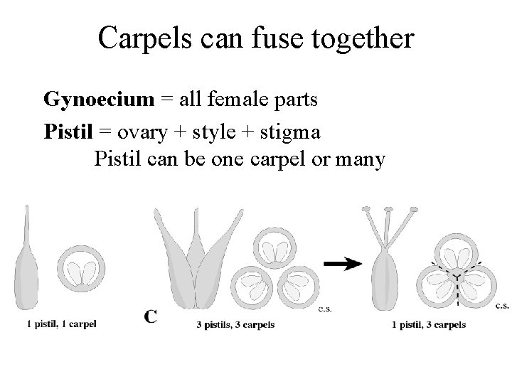 Carpels can fuse together Gynoecium = all female parts Pistil = ovary + style
