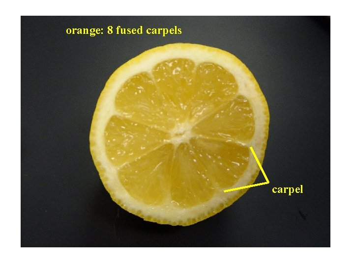 orange: 8 fused carpels carpel 