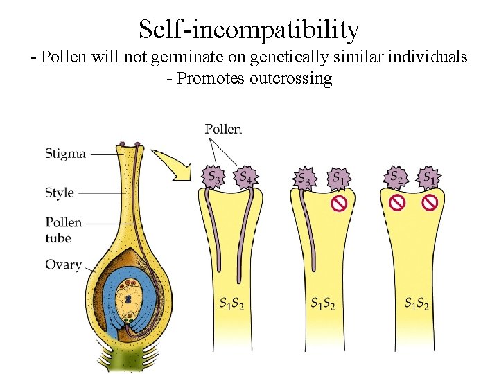 Self-incompatibility - Pollen will not germinate on genetically similar individuals - Promotes outcrossing Self-incompatibility - Pollen will not germinate on genetically similar individuals - Promotes outcrossing