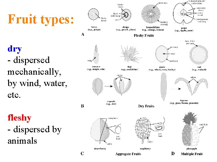 Fruit types: dry - dispersed mechanically, by wind, water, etc. fleshy - dispersed by