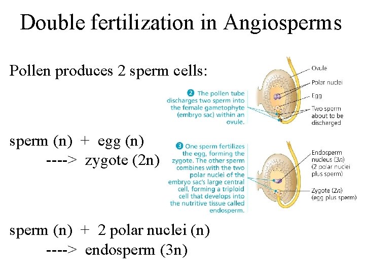Double fertilization in Angiosperms Pollen produces 2 sperm cells: sperm (n) + egg (n)
