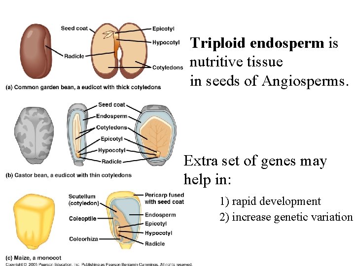 Triploid endosperm is nutritive tissue in seeds of Angiosperms. Extra set of genes may