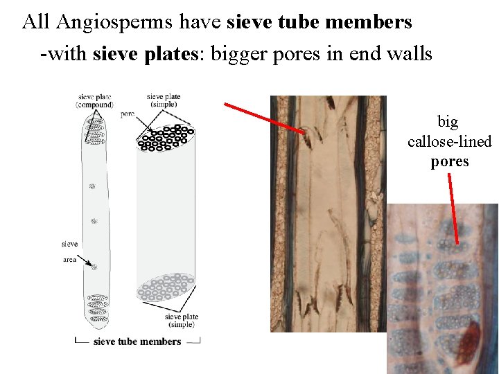 All Angiosperms have sieve tube members -with sieve plates: bigger pores in end walls