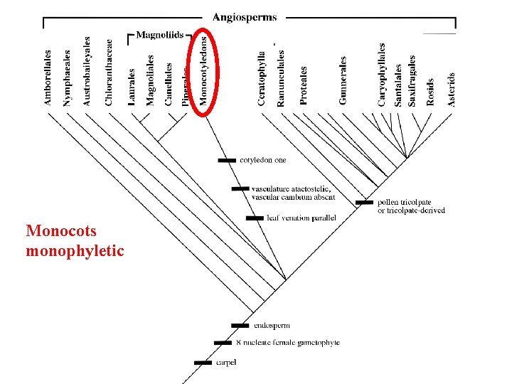 Monocots monophyletic 