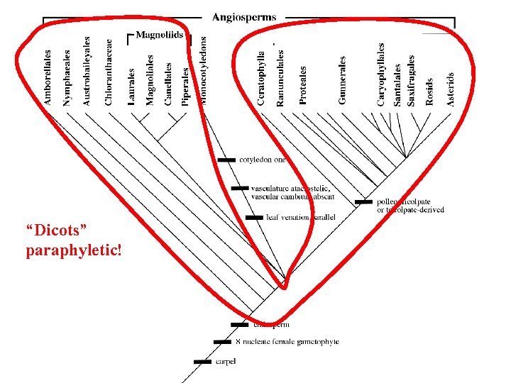 “Dicots” paraphyletic! 