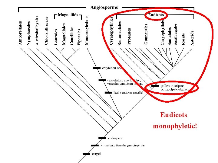 Eudicots monophyletic! 