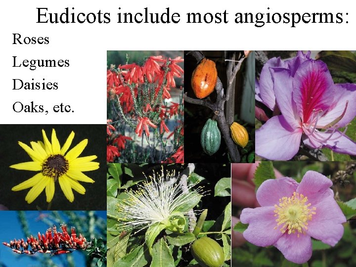 Eudicots include most angiosperms: Roses Legumes Daisies Oaks, etc. 