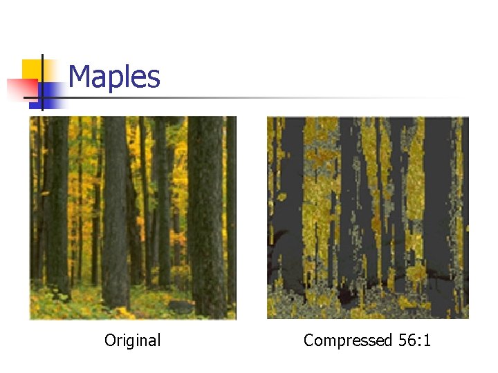 Maples Original Compressed 56: 1 