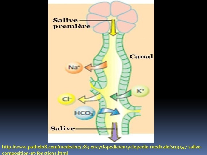 http: //www. pathol 08. com/medecine/283 -encyclopedie/encyclopedie-medicale/s/19547 -salivecomposition-et-fonctions. html http: //www. pathol 08. com/medecine/283 -encyclopedie/encyclopedie-medicale/s/19547 -salivecomposition-et-fonctions. html