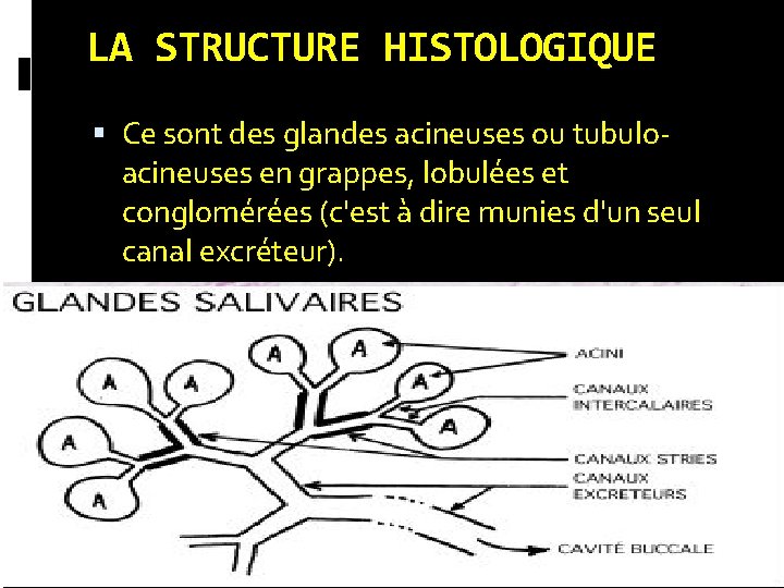 LA STRUCTURE HISTOLOGIQUE Ce sont des glandes acineuses ou tubuloacineuses en grappes, lobulées et LA STRUCTURE HISTOLOGIQUE Ce sont des glandes acineuses ou tubuloacineuses en grappes, lobulées et