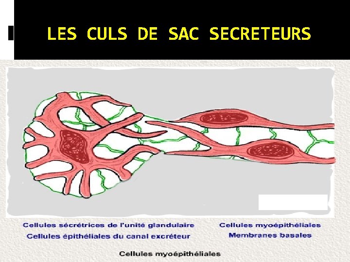 LES CULS DE SAC SECRETEURS LES CULS DE SAC SECRETEURS