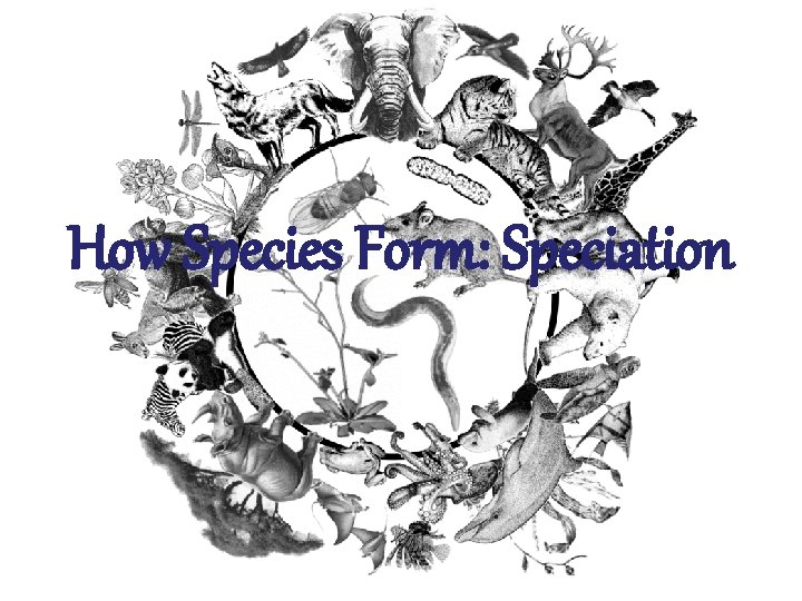 How Species Form: Speciation 