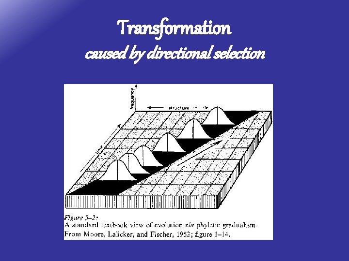 Transformation caused by directional selection 