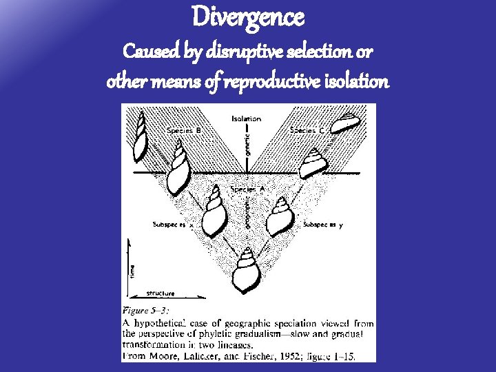 Divergence Caused by disruptive selection or other means of reproductive isolation 