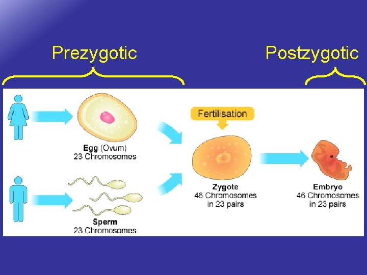 Prezygotic Postzygotic 