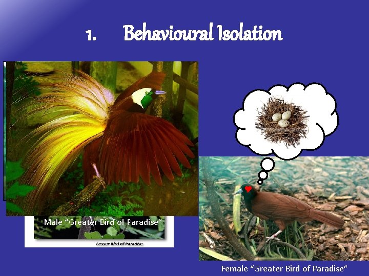 1. Behavioural Isolation ? ? ? Male “Red “Blue Plumed Bird of Paradise” Male