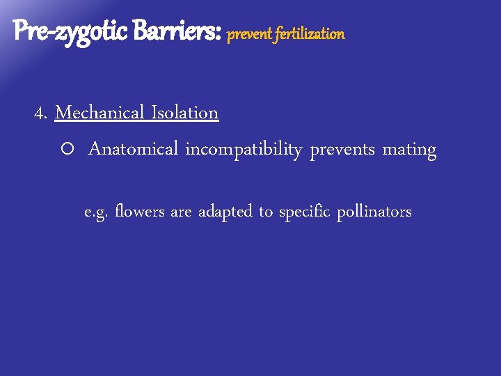 Pre-zygotic Barriers: prevent fertilization 4. Mechanical Isolation o Anatomical incompatibility prevents mating e. g.