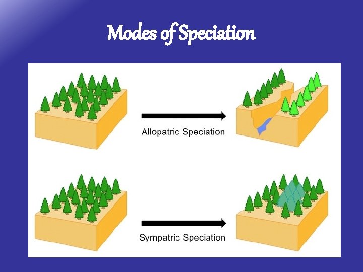 Modes of Speciation 