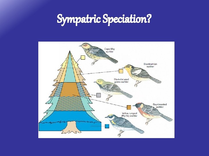 Sympatric Speciation? 