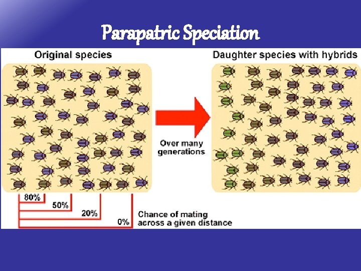 Parapatric Speciation 