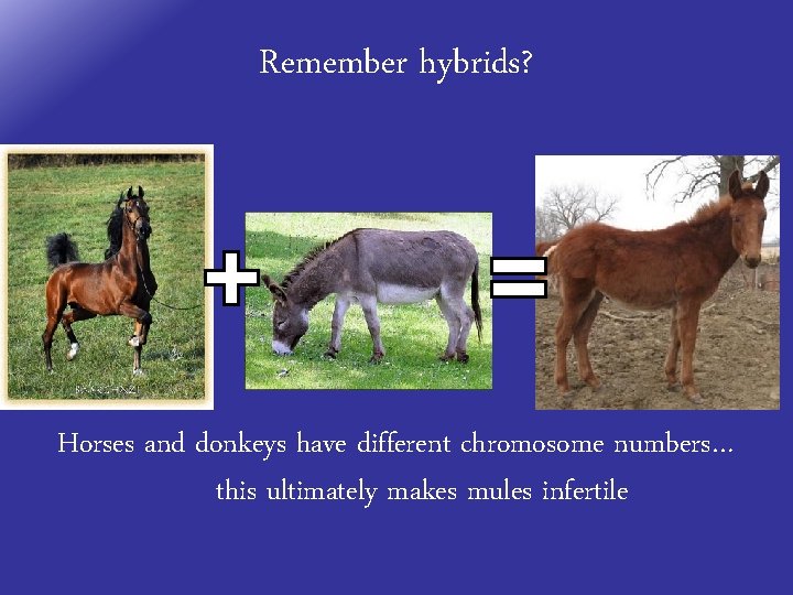 Remember hybrids? Horses and donkeys have different chromosome numbers… this ultimately makes mules infertile