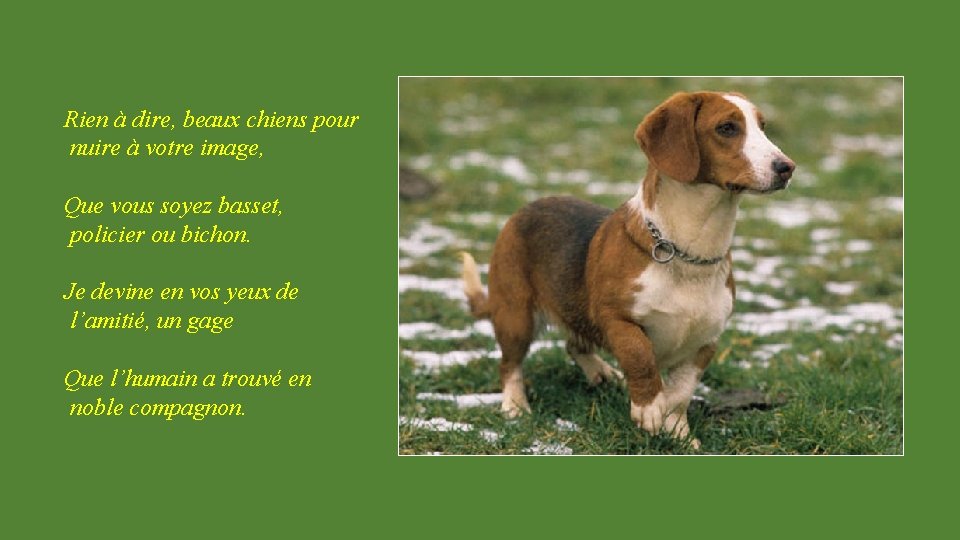 Rien à dire, beaux chiens pour nuire à votre image, Que vous soyez basset,