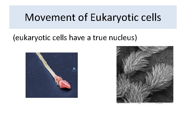 Movement of Eukaryotic cells (eukaryotic cells have a true nucleus) 