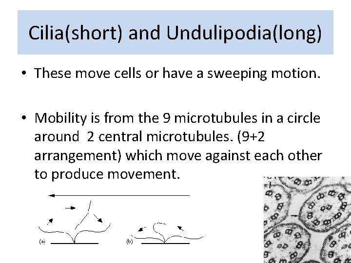 Cilia(short) and Undulipodia(long) • These move cells or have a sweeping motion. • Mobility