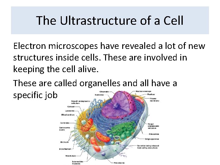 The Ultrastructure of a Cell Electron microscopes have revealed a lot of new structures