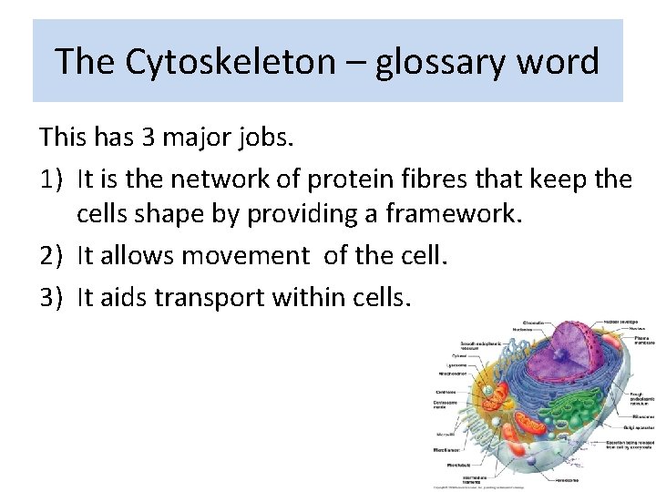 The Cytoskeleton – glossary word This has 3 major jobs. 1) It is the