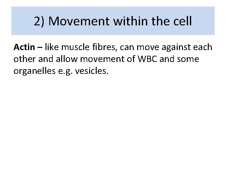 2) Movement within the cell Actin – like muscle fibres, can move against each
