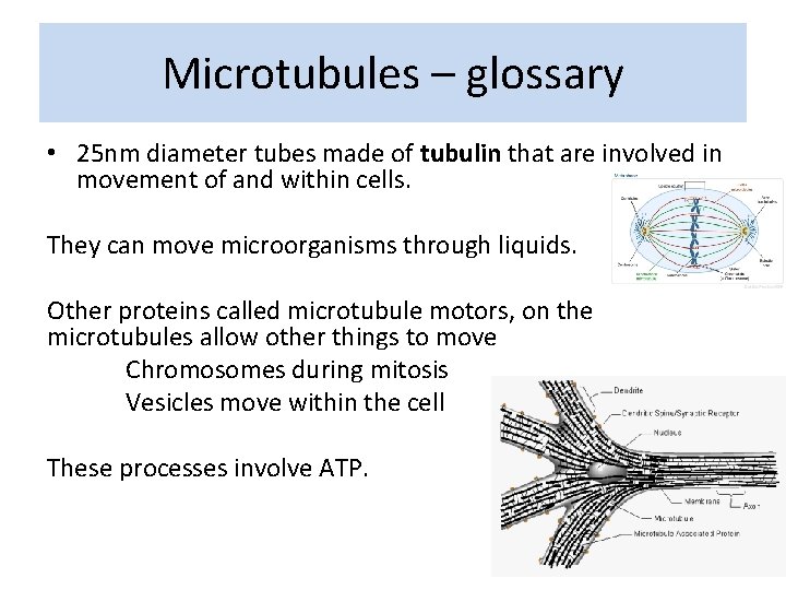 Microtubules – glossary • 25 nm diameter tubes made of tubulin that are involved