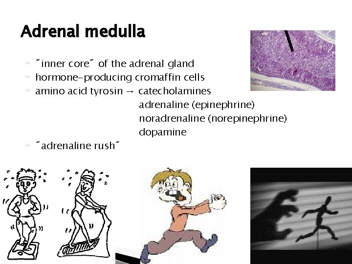 Adrenal medulla ˝inner core˝ of the adrenal gland hormone-producing cromaffin cells amino acid tyrosin