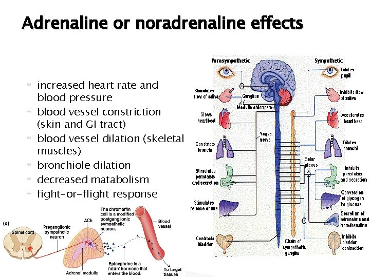 Adrenaline or noradrenaline effects increased heart rate and blood pressure blood vessel constriction (skin