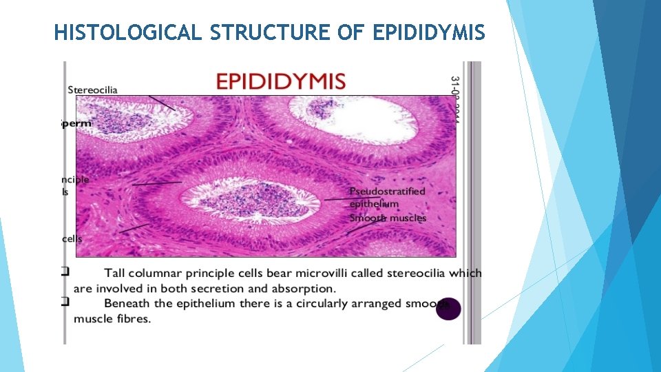 HISTOLOGICAL STRUCTURE OF EPIDIDYMIS 