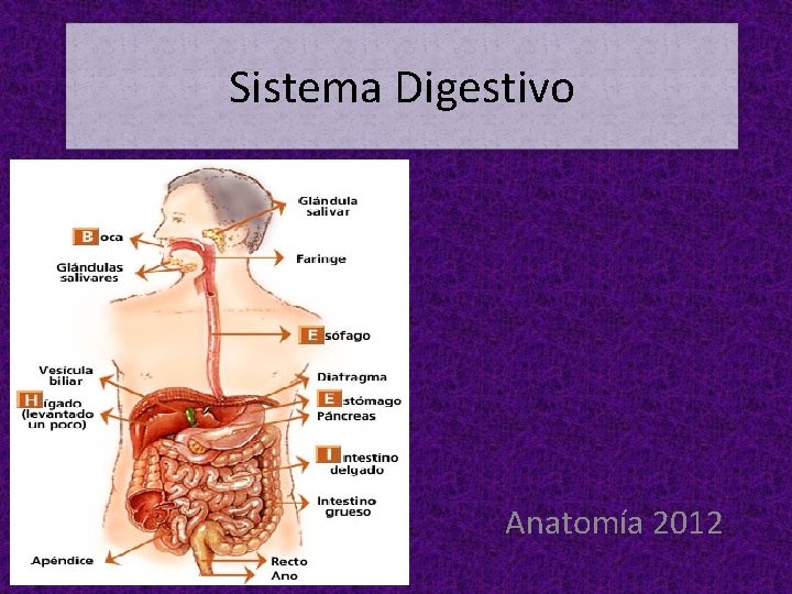 Sistema Digestivo Anatomía 2012 