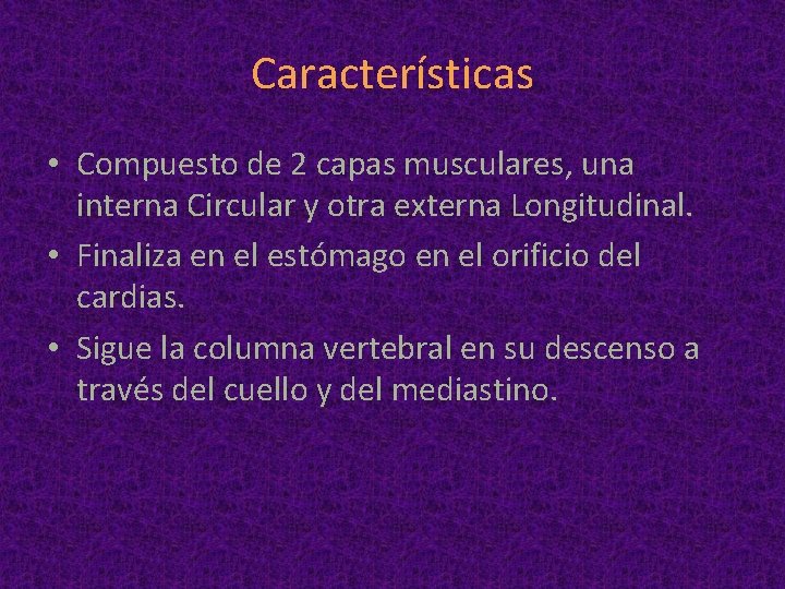 Características • Compuesto de 2 capas musculares, una interna Circular y otra externa Longitudinal.