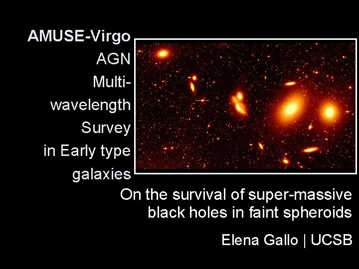 AMUSE-Virgo AGN Multiwavelength Survey in Early type galaxies On the survival of super-massive black