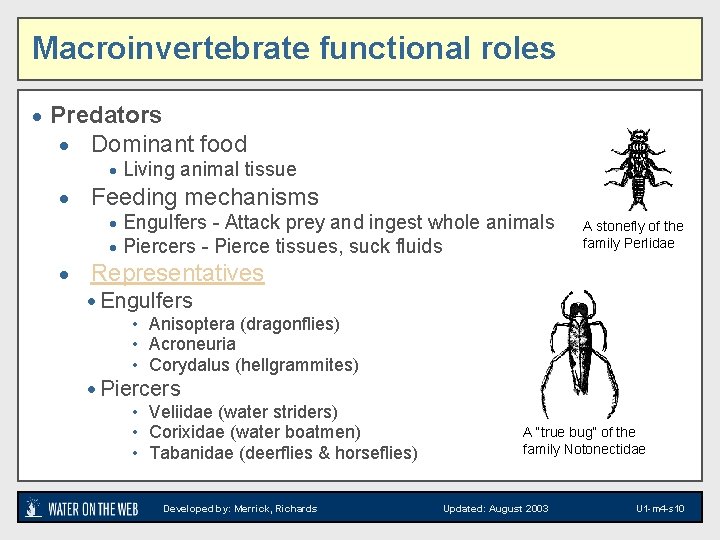 Macroinvertebrate functional roles · Predators · Dominant food · Living animal tissue · Feeding