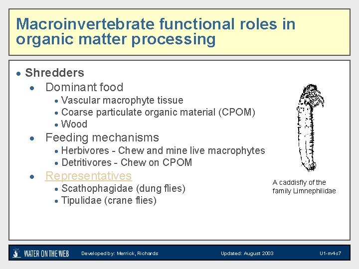 Macroinvertebrate functional roles in organic matter processing · Shredders · Dominant food · Vascular